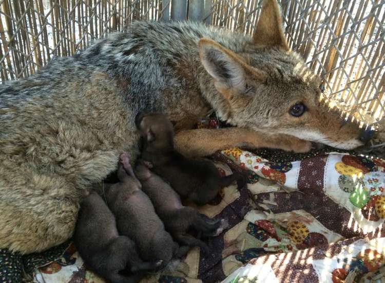 coyote-angel-herida-da-a-luz6