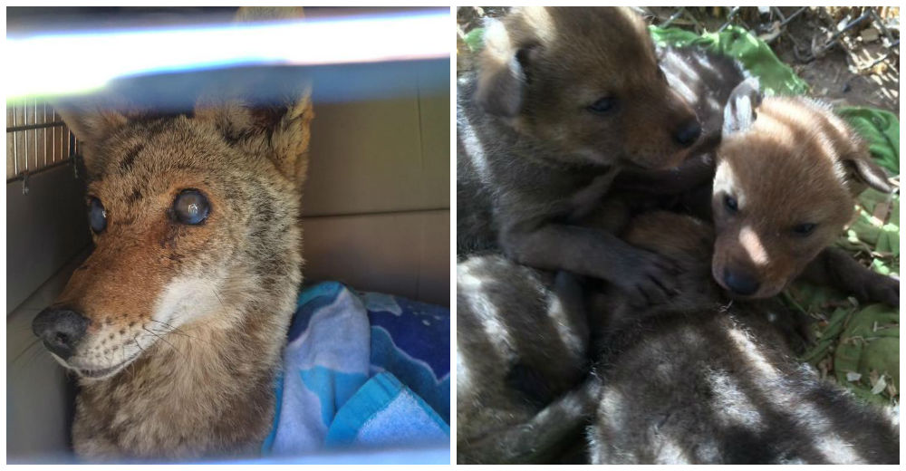 El animalito salvaje que rescataron con un disparo en la cabeza llevaba vidas en su interior