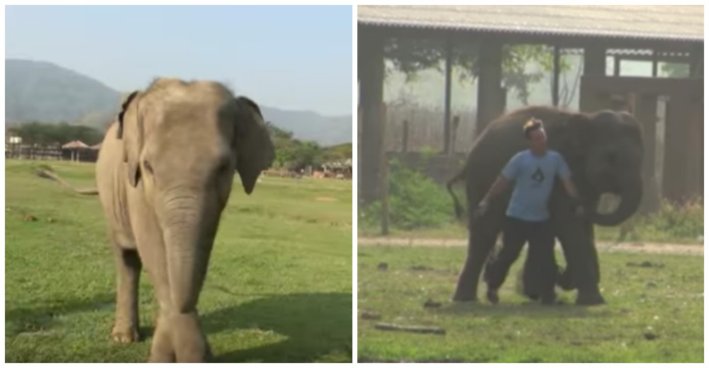 Un elefante bebé tiene la reacción más inteligente y adorable al ver a su persona favorita