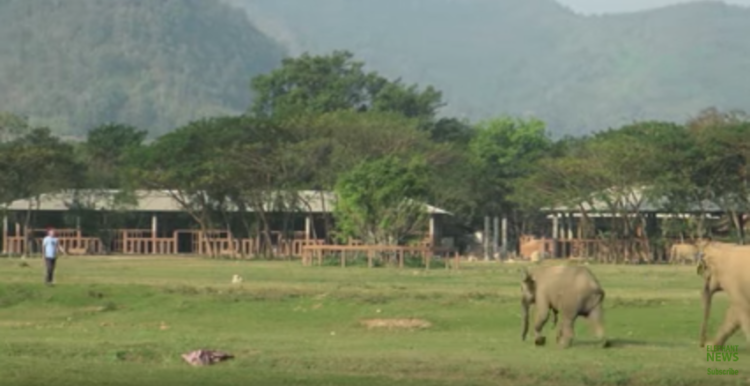 elefante-bebe-corre1