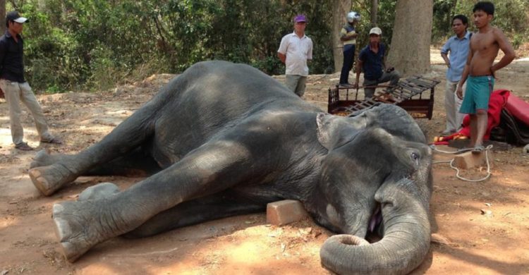 elefante muere golpe de calor trabajando 1