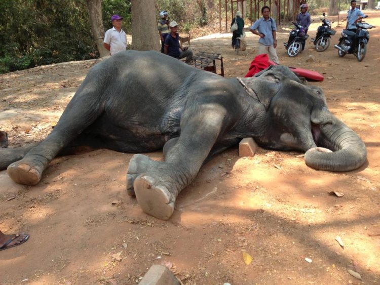 elefante muere golpe de calor trabajando 2