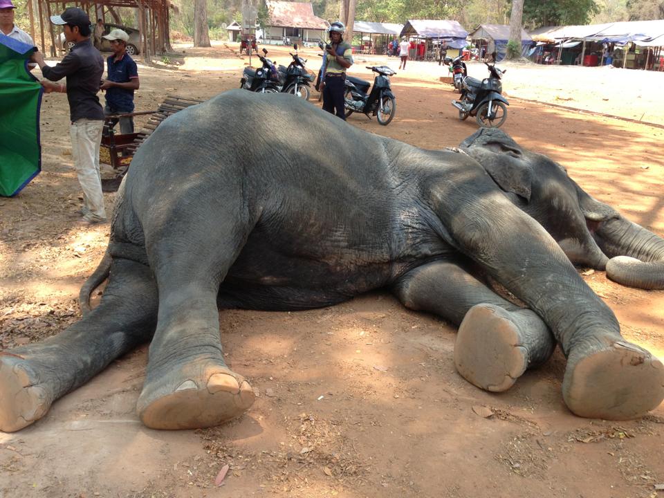 elefante muere golpe de calor trabajando 4