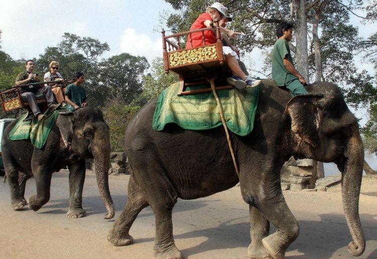 elefante muere golpe de calor trabajando