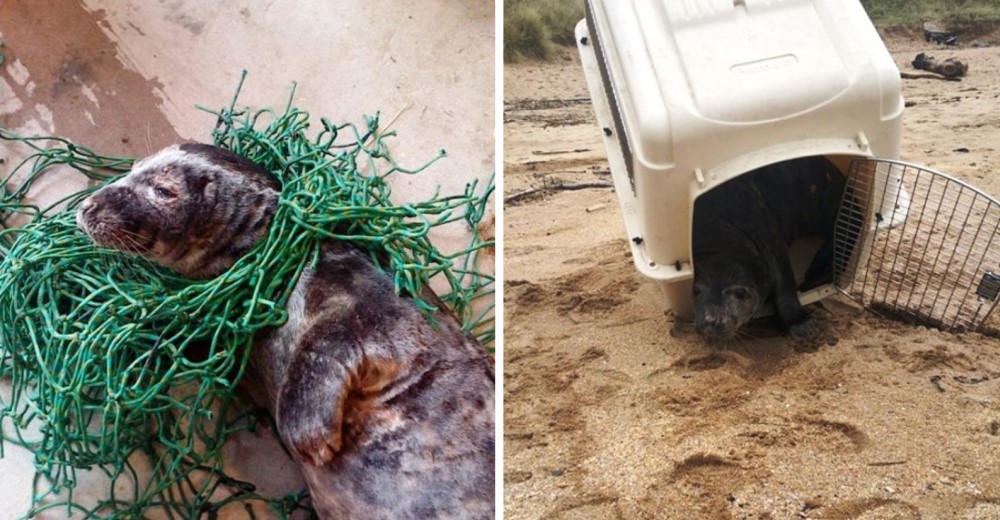 Esta foca es rescatada de las redes y su reacción al ser liberada conmueve a sus salvadores Esta foca es rescatada de las redes y su reacción al ser liberada conmueve a sus salvadores