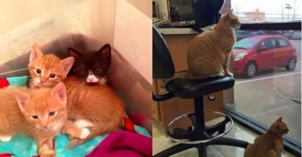 Las redes enloquecen con la nueva «profesión» de estos adorables gatitos rescatados de la calle Las redes enloquecen con la nueva «profesión» de estos adorables gatitos rescatados de la calle