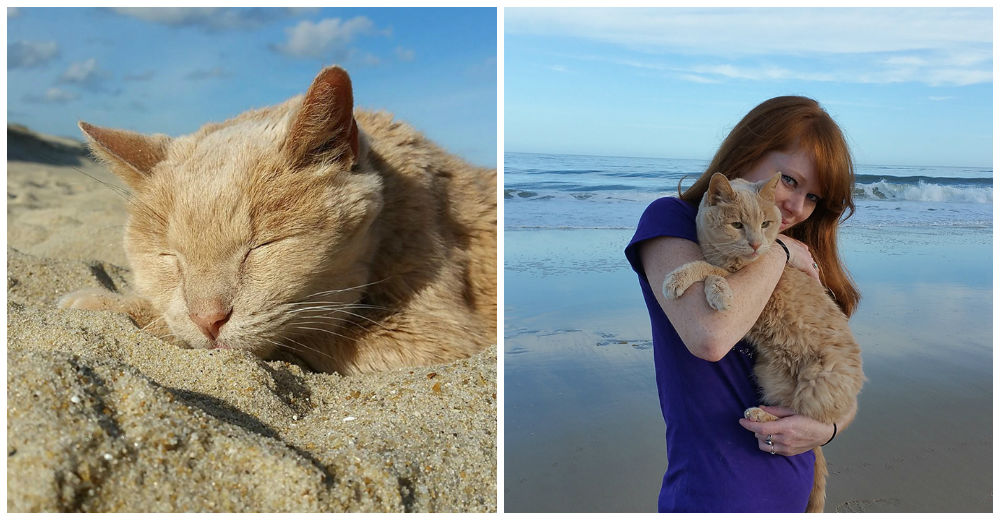 Una mujer rescata a un gato terminal y decide regalarle los mejores últimos días a su lado