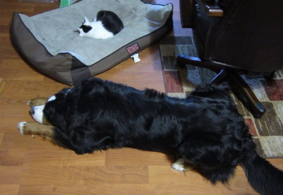 gatos roban camas perros brillante