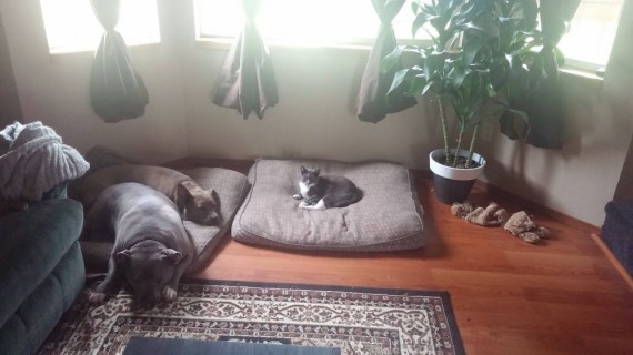 gatos roban camas perros solidario