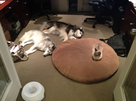 gatos roban camas perros tamaño y numero