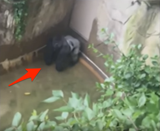 gorila-asesinado-zoo1
