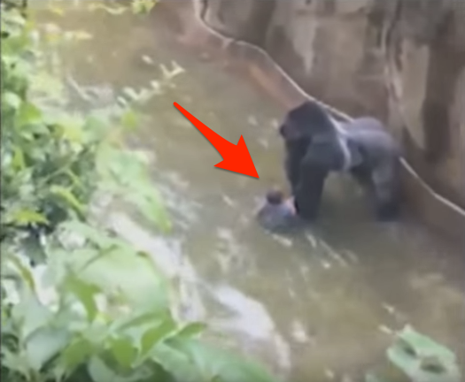 gorila-asesinado-zoo2