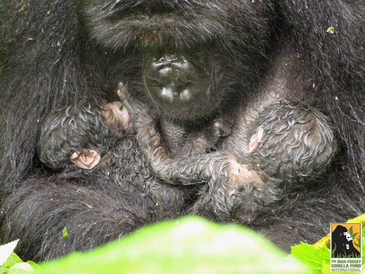 gorila-gemelos-madre6
