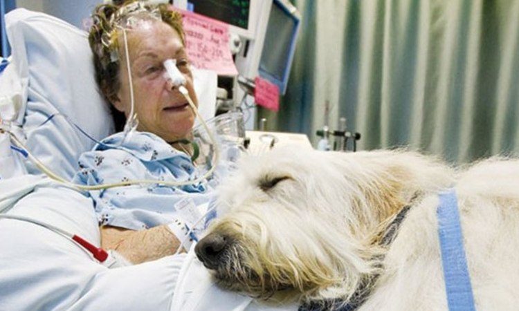 hospital mascotas perro dormido