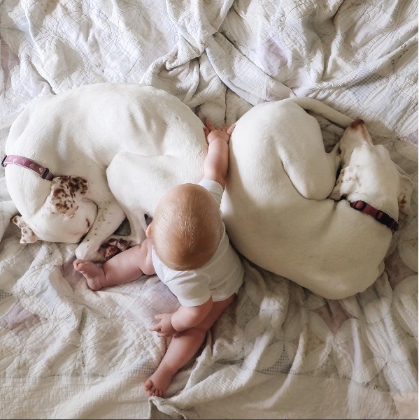 imagenes tiernas bebe perrita amor canino 17