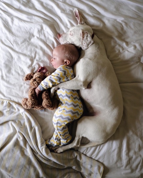 imagenes tiernas bebe perrita amor canino 20