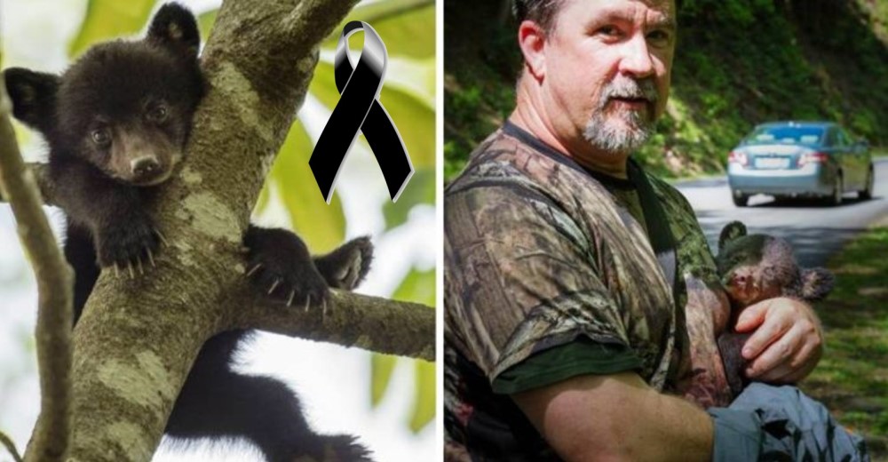 Este hombre encontró a este bebé oso abandonado y lleno de miedo…Y nunca dudó en rescatarlo Este hombre encontró a este bebé oso abandonado y lleno de miedo…Y nunca dudó en rescatarlo