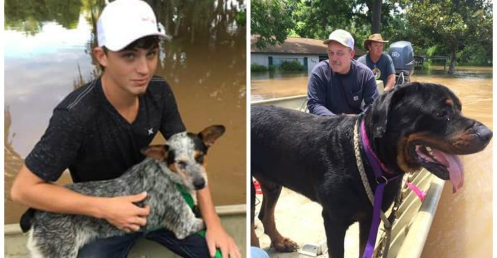 Un padre y su hijo hacen lo que parecía imposible y salvan la vida de 40 perritos – GRANDIOSO Un padre y su hijo hacen lo que parecía imposible y salvan la vida de 40 perritos – GRANDIOSO