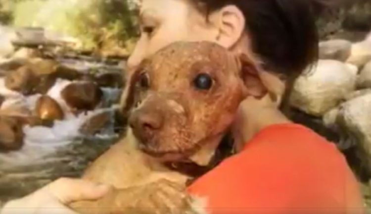 perrito ciego despensa estrella