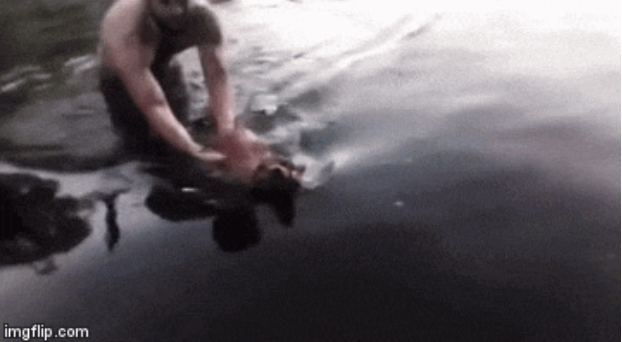 perrito ciego despensa nadando