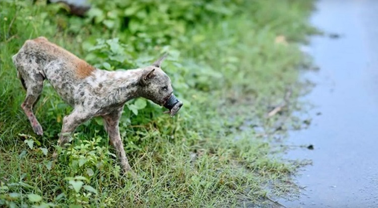 perro Lucky escapa hocico atado necrosis 1