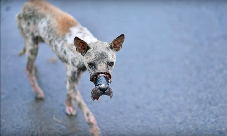 perro Lucky escapa hocico atado necrosis 3