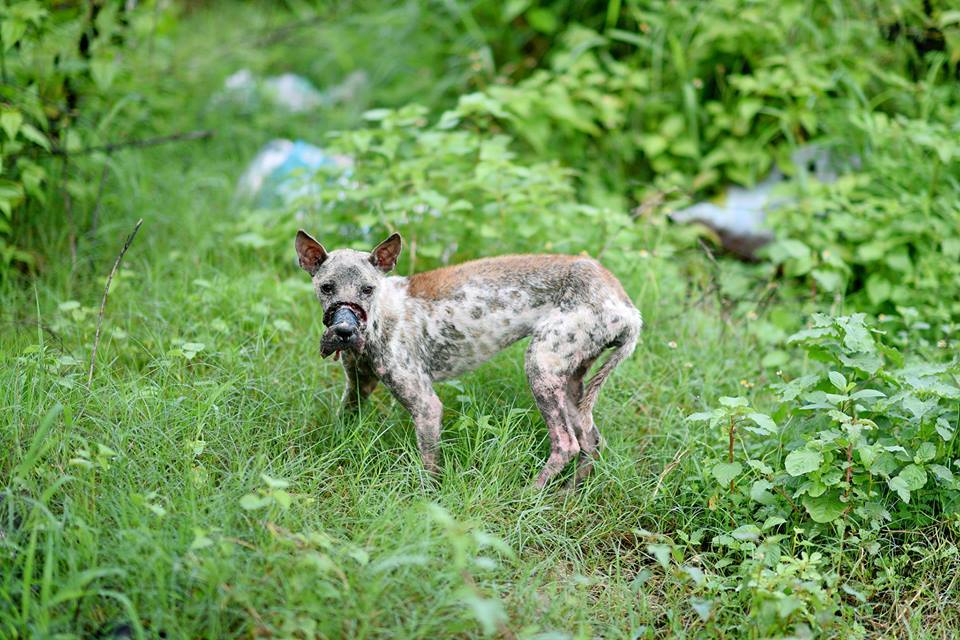 perro Lucky escapa hocico atado necrosis 4