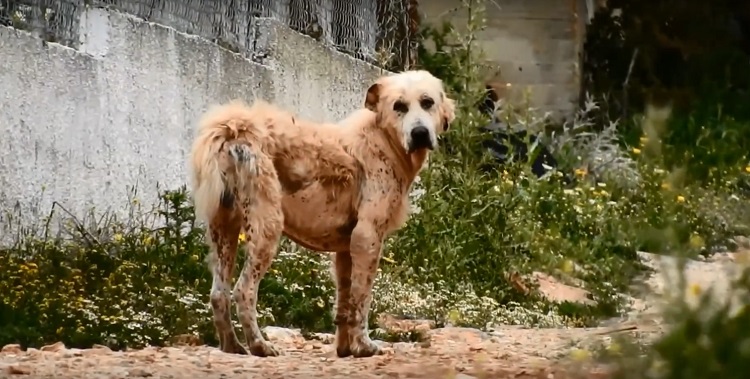 perro abandonado enfermo sin oreja Grecia 1