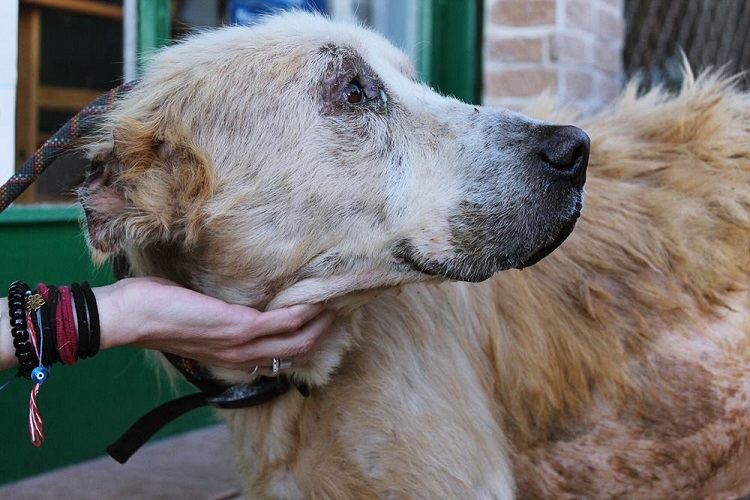 perro abandonado enfermo sin oreja Grecia 12