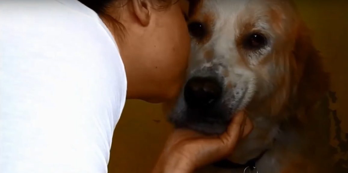 perro abandonado enfermo sin oreja Grecia 13