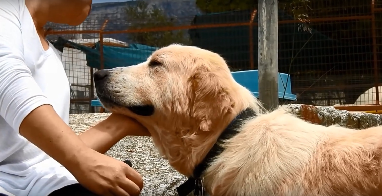 perro abandonado enfermo sin oreja Grecia 15