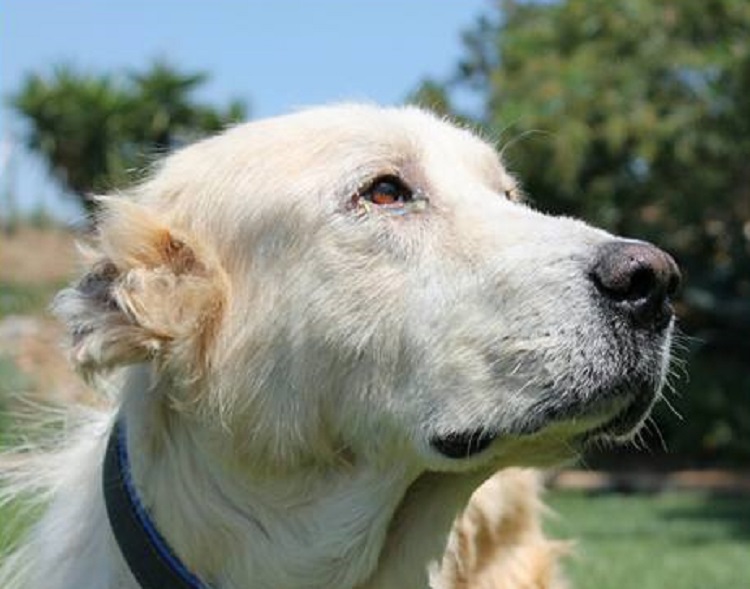 perro abandonado enfermo sin oreja Grecia 16