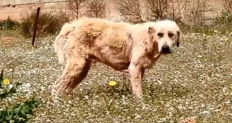 perro abandonado enfermo sin oreja Grecia 2