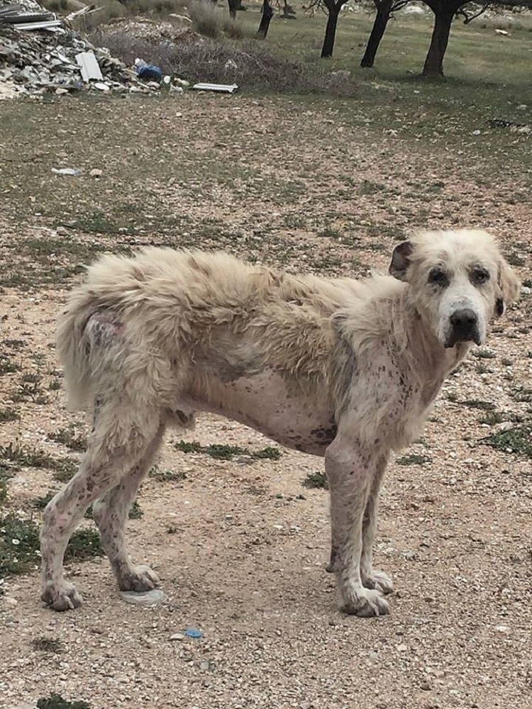 perro abandonado enfermo sin oreja Grecia 4