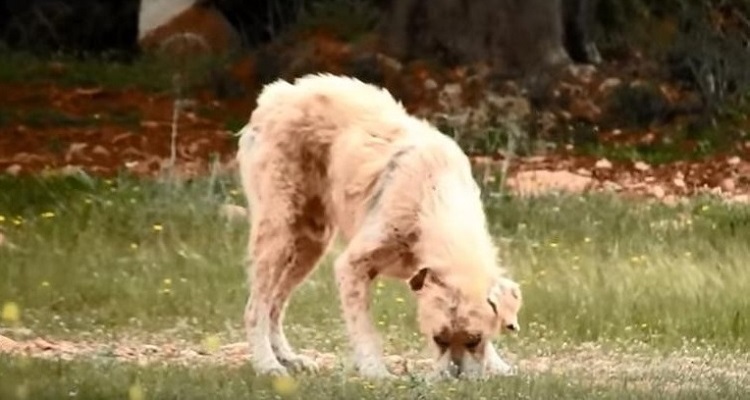 perro abandonado enfermo sin oreja Grecia 5