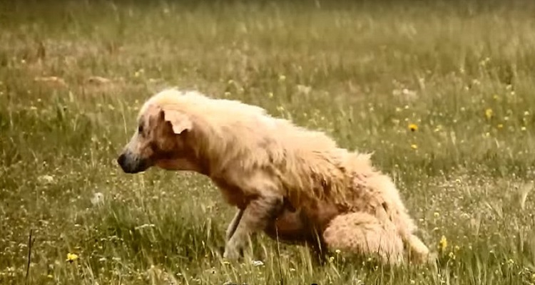 perro abandonado enfermo sin oreja Grecia 6