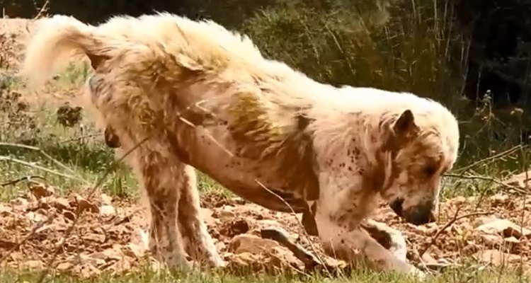 perro abandonado enfermo sin oreja Grecia 7