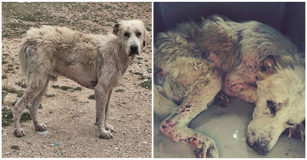 Un perro vagabundo y herido ha aprendido a amar lo que implica que alguien le preste atención Un perro vagabundo y herido ha aprendido a amar lo que implica que alguien le preste atención