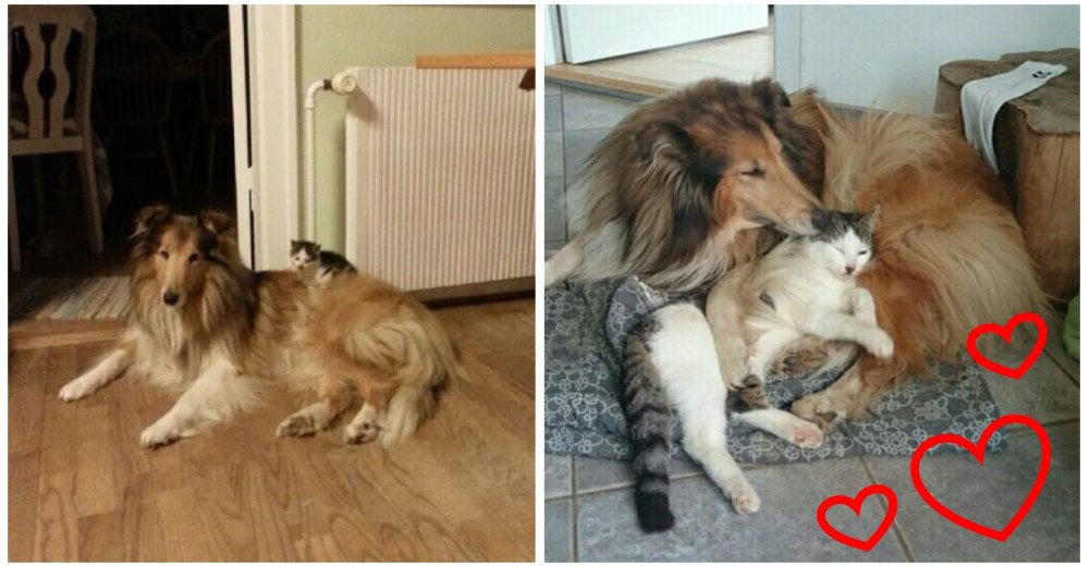 Esta perrita acoge a un nuevo hermano y desde el primer día altera su vida… y su sueño