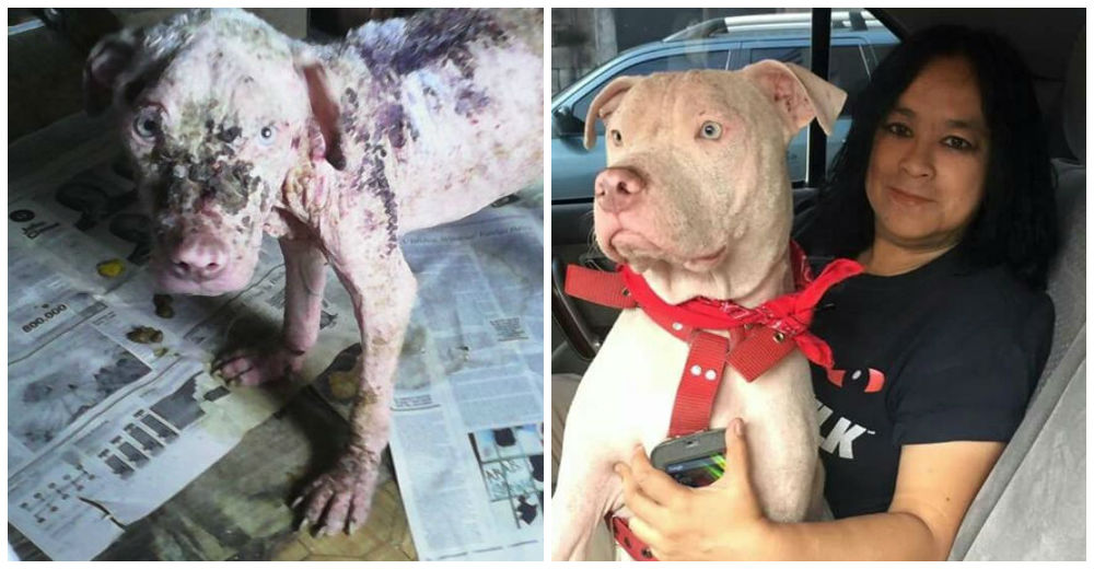 Ella rescató a este pitbull abandonado, desnutrido y enfermo de la piel… ¡Su vida es un milagro!