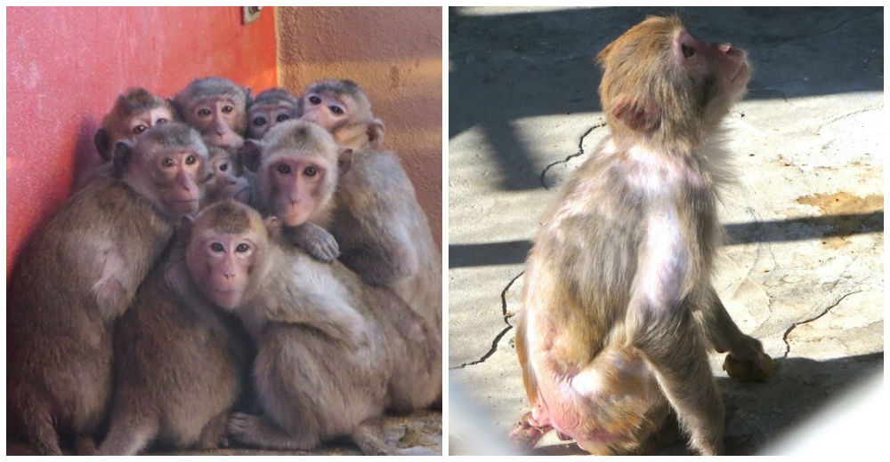 Un primate pierde todo su pelo a causa de los maltratos que recibe en un laboratorio