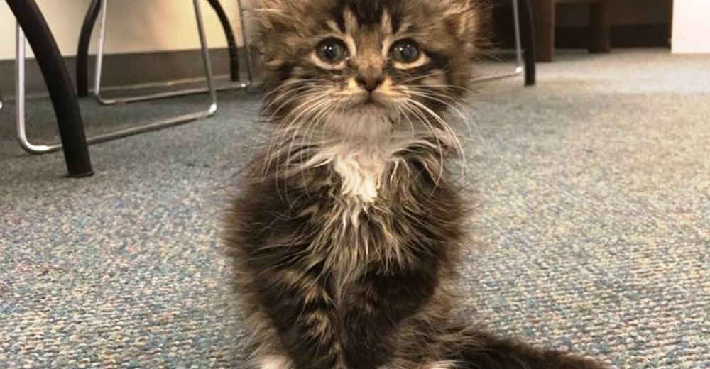 Este gatito no tendrá codos… Pero tiene el corazón más grande del mundo Este gatito no tendrá codos… Pero tiene el corazón más grande del mundo