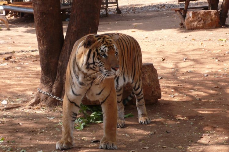 templo de tigres