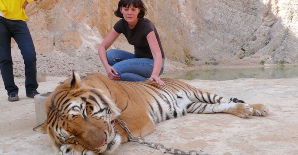 La repudiable historia del «Templo de los Tigres» – INDIGNANTE La repudiable historia del «Templo de los Tigres» – INDIGNANTE
