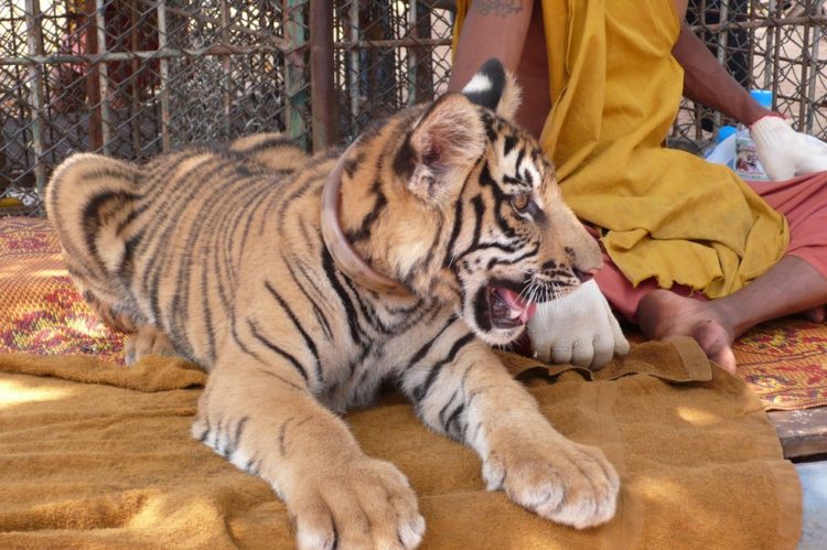 templo de tigres vendidos
