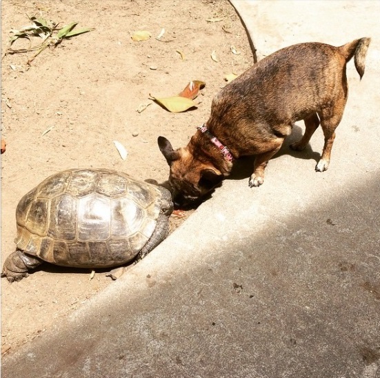 13 mejores amigos tortuga de 50 años y perrita adoptados por actriz van a todos lados