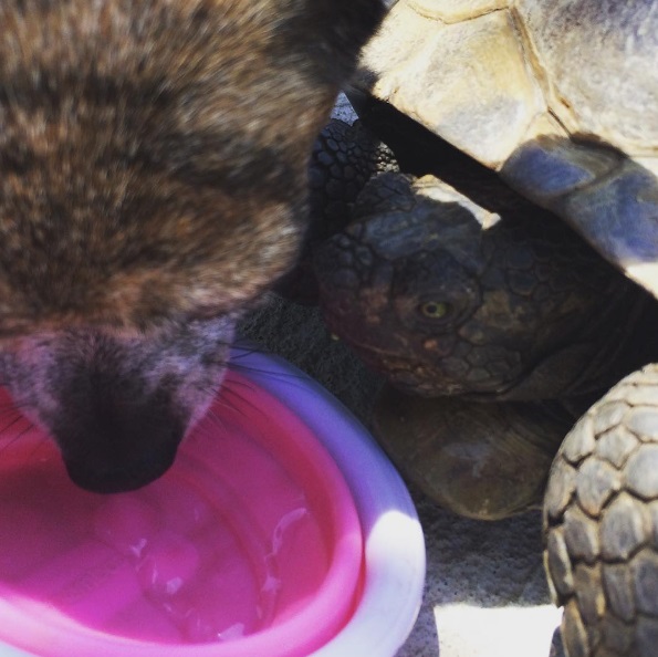 17 mejores amigos tortuga de 50 años y perrita adoptados por actriz van a todos lados