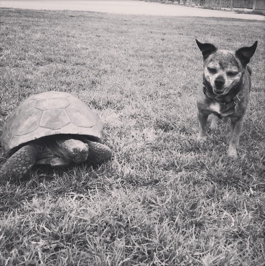 1mejores amigos tortuga de 50 años y perrita adoptados por actriz van a todos lados