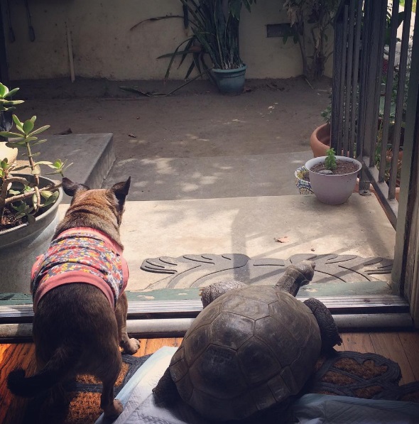 2 mejores amigos tortuga de 50 años y perrita adoptados por actriz van a todos lados