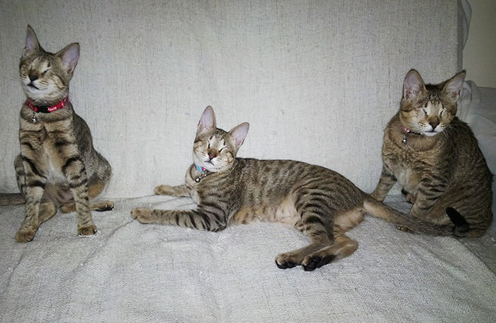 3 gatos ciegos 2